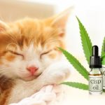CBD oil is beneficial for Cats