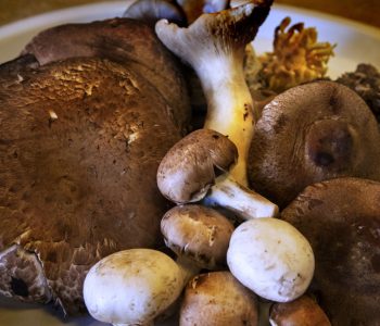 A bounty of mushrooms. (Jesse Costa/WBUR)